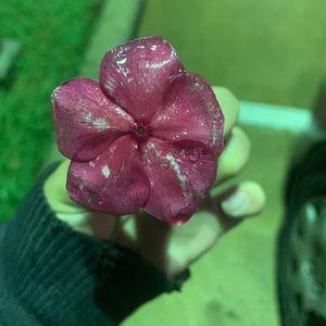 Meet your Posher, Ivana